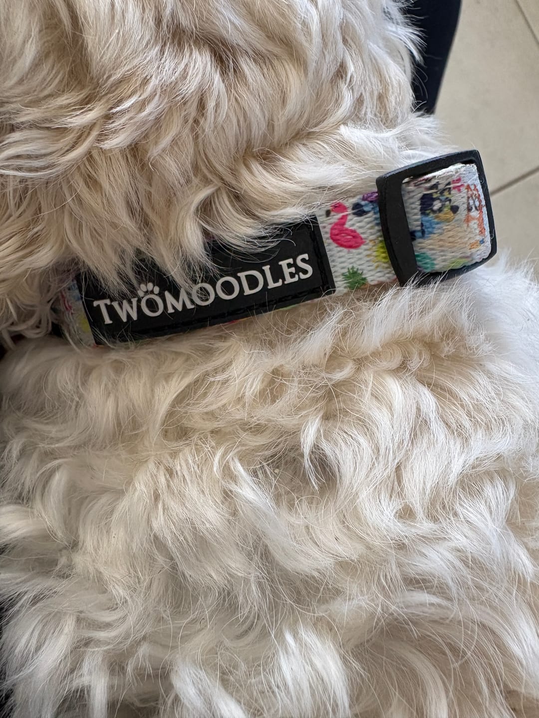 Customer photo review of COLLAR - BEACH BLUEY