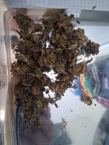 Runtz Cake - 4 Grams - Hybrid photo review