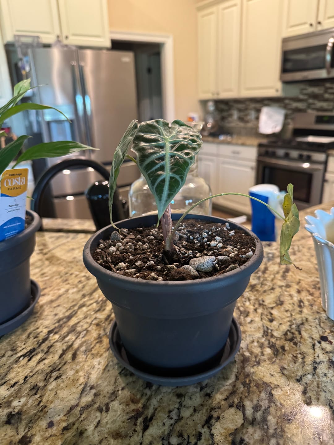 Customer photo review of Alocasia 'Mandalay' Dwarf