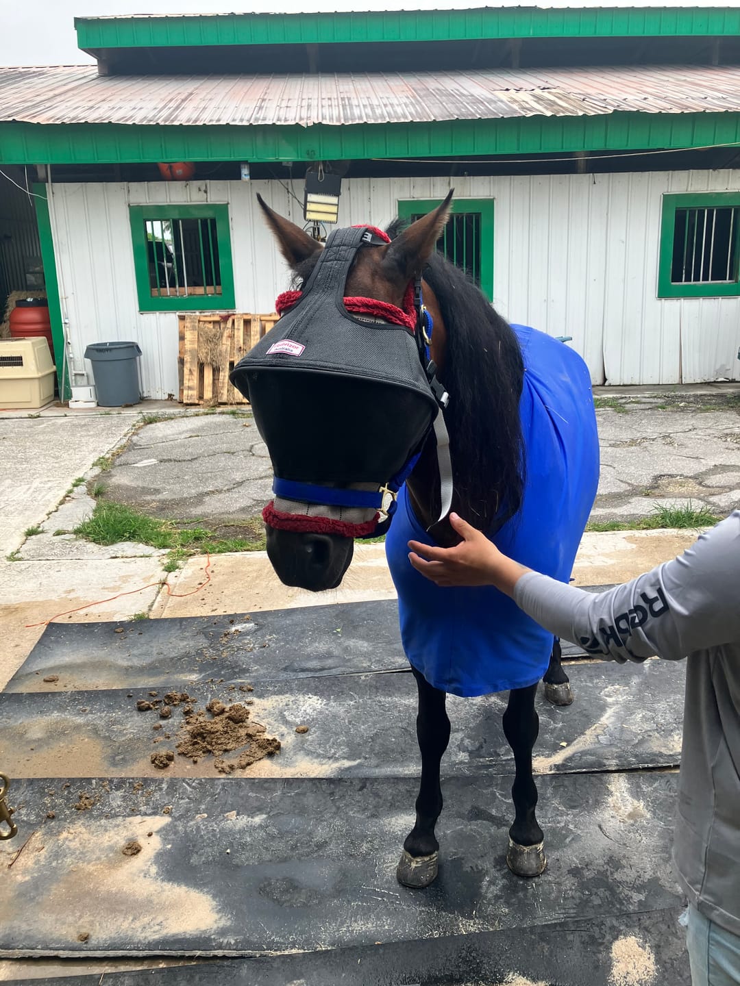 Customer photo review of Solar Vizor Fly Mask - Standard Style