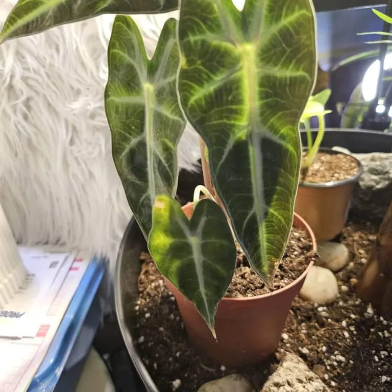 Customer photo review of Alocasia Bambino Arrow in a 4" Nursery Pot