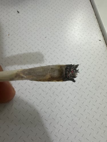 Customer holding a lit joint made from CALI MIX AAA+, with dark ash at the tip.