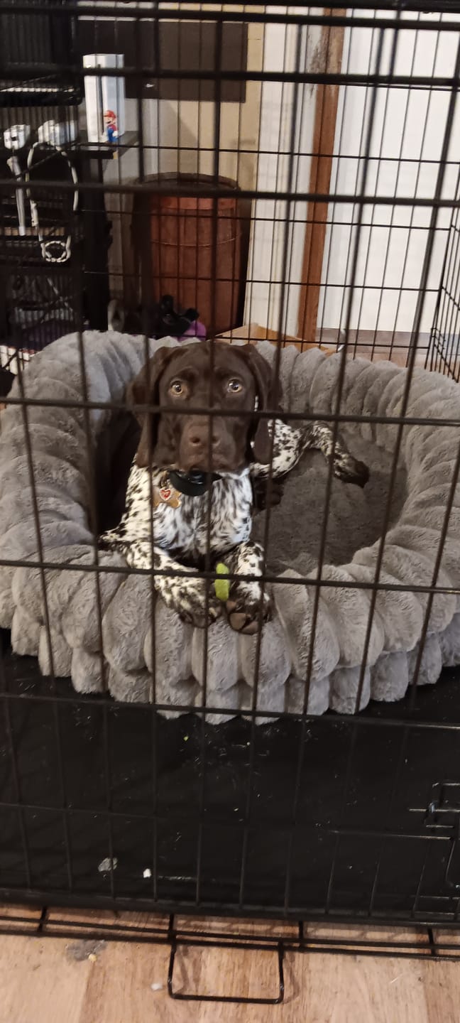 Customer photo review of Long-Lasting Yak Chews — 4 Flavor Pack