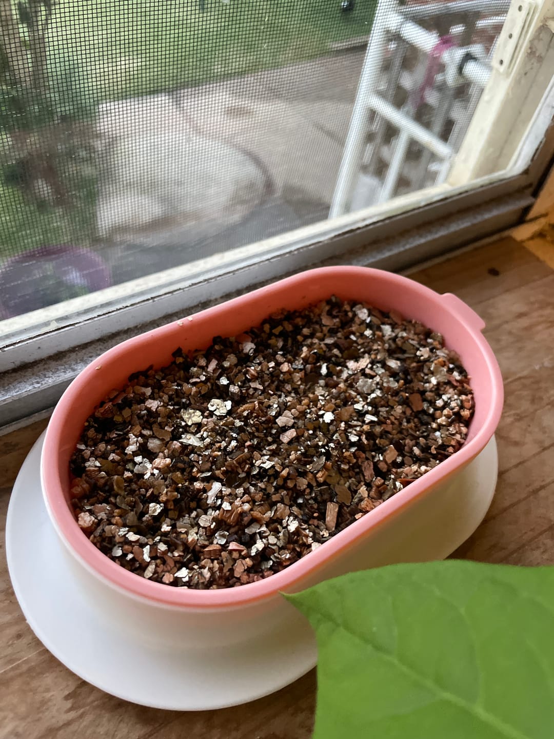 Customer photo review of Michu Cat Grass Seed Replacement Pack - The Ultimate Solution for Lush and Healthy Cat Grass Growth in Australia