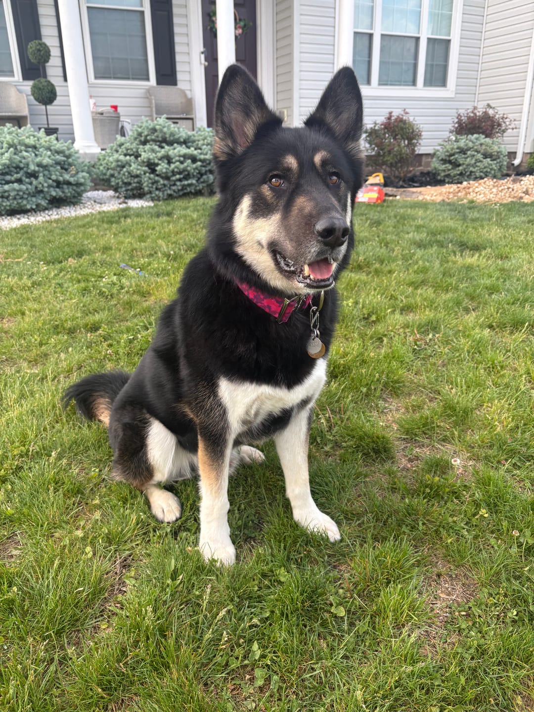 Customer photo review of Comfort Control Collar - Fuchsia Camo