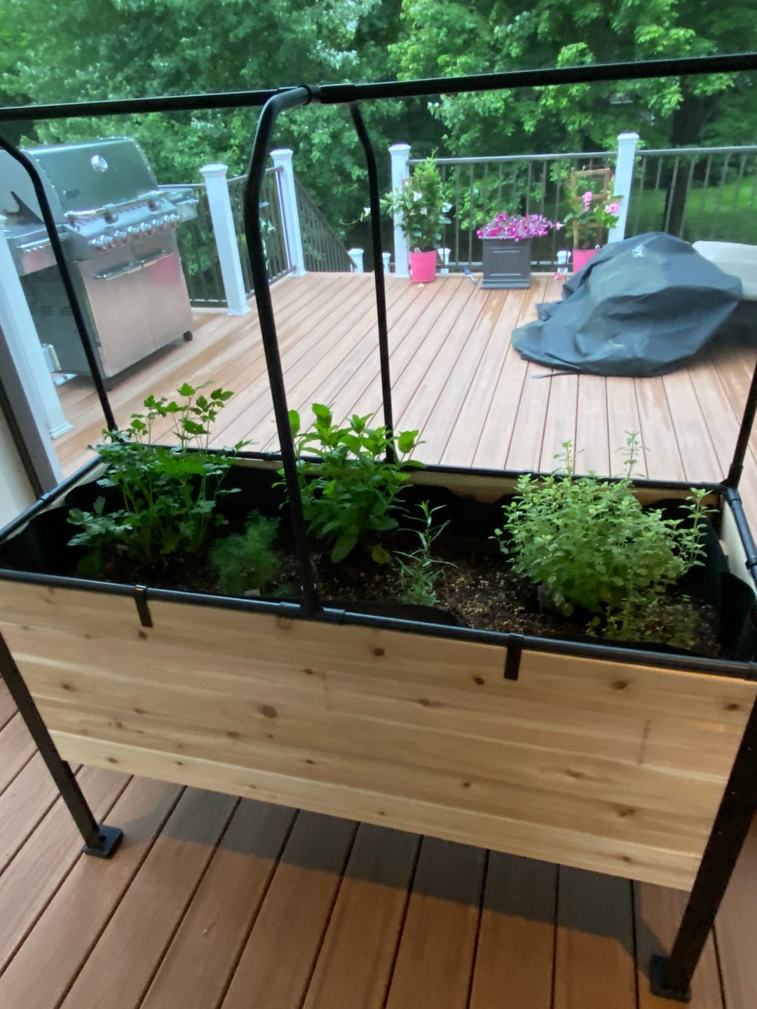 Customer photo review of Greenhouse Cover
