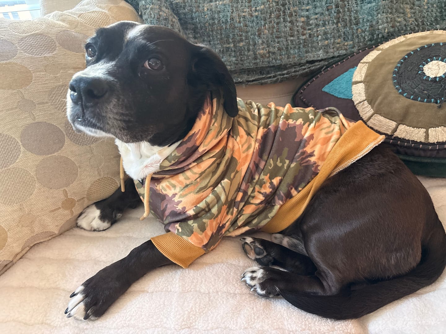 Customer photo review of Everglade Skydye Dog Hoodie