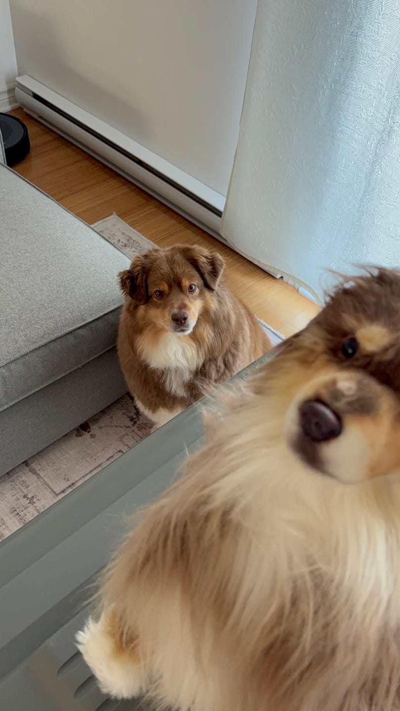 Customer photo review of Custom Pet Lifelike Replica - Stuffed Clone of Your Pet