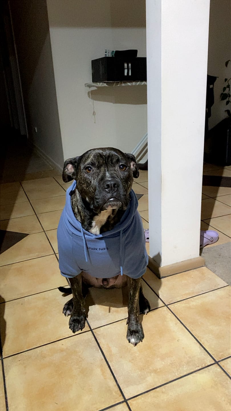 Customer photo review of Essential Dog Hoodie - Slate Blue