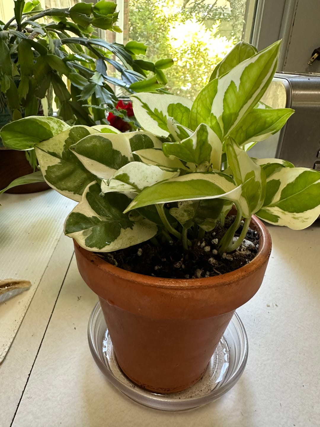 Customer photo review of Pothos Epipremnum aureum 'Pearls and Jade'