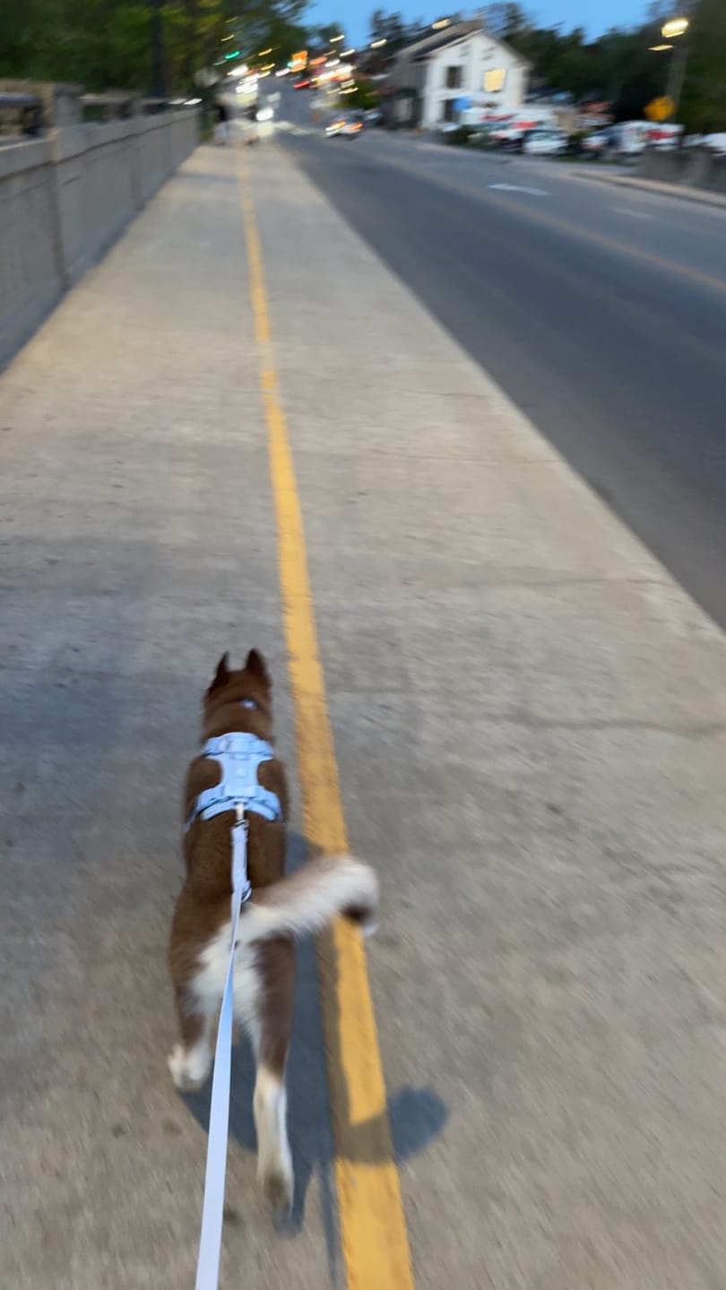 Customer photo review of Solace Adjustable Dog Harness