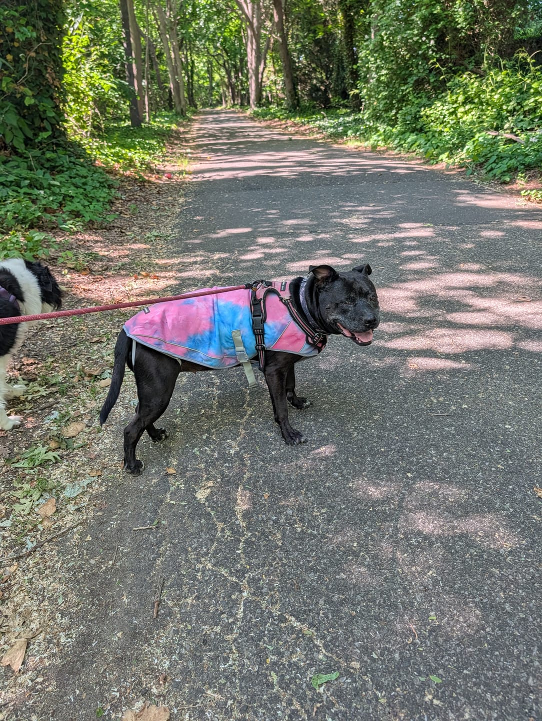 Customer photo review of Chilltech™ Dog Cooling Vests