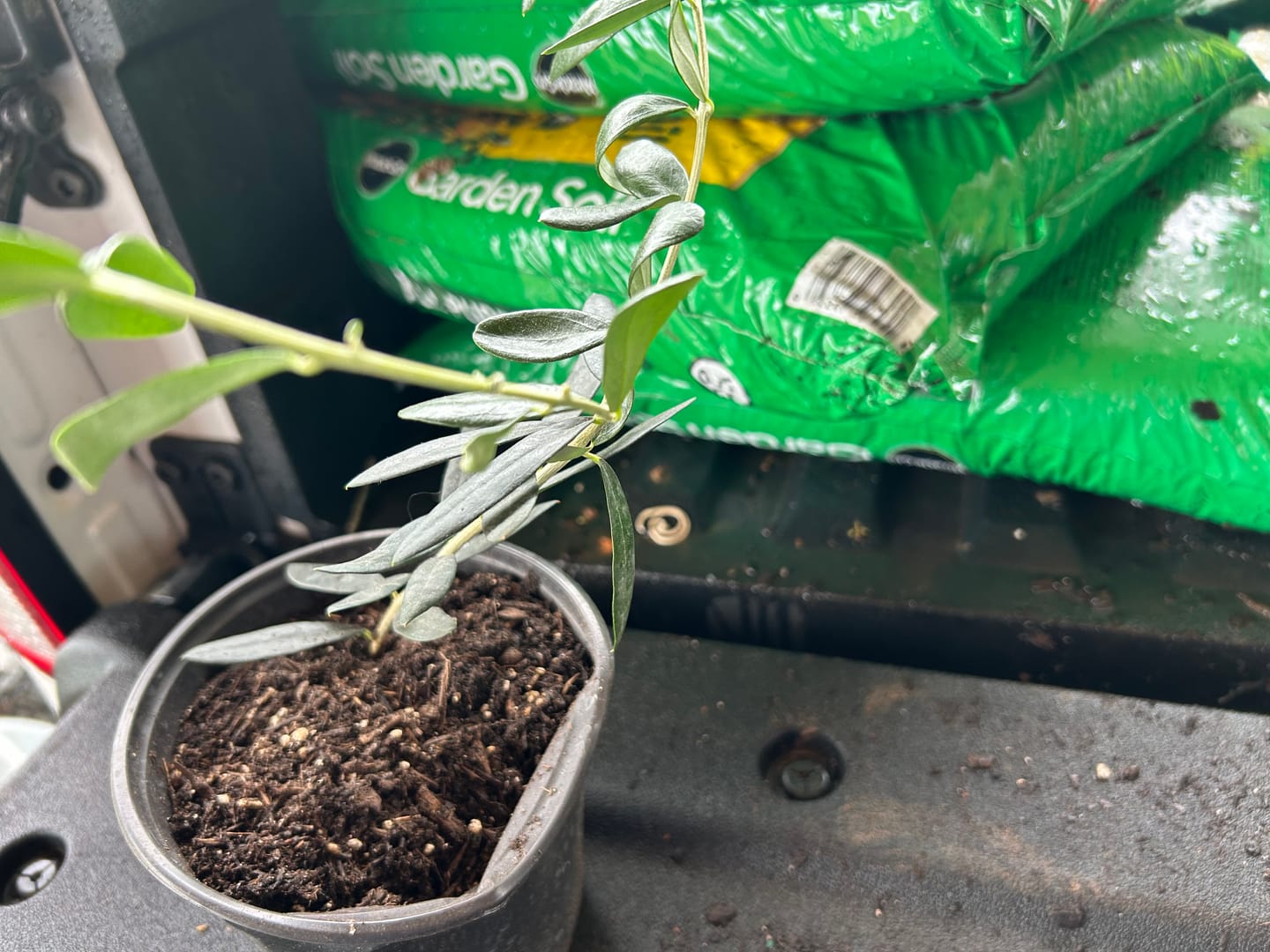 Customer photo review of Leccino Olive