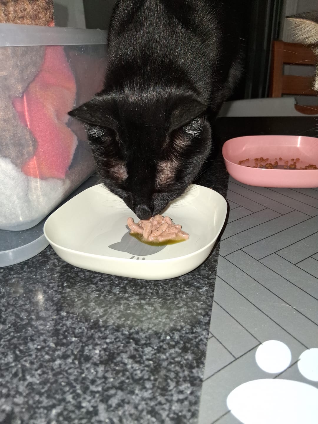 Customer photo review of 3x Blisso Advanced Cat Probiotic