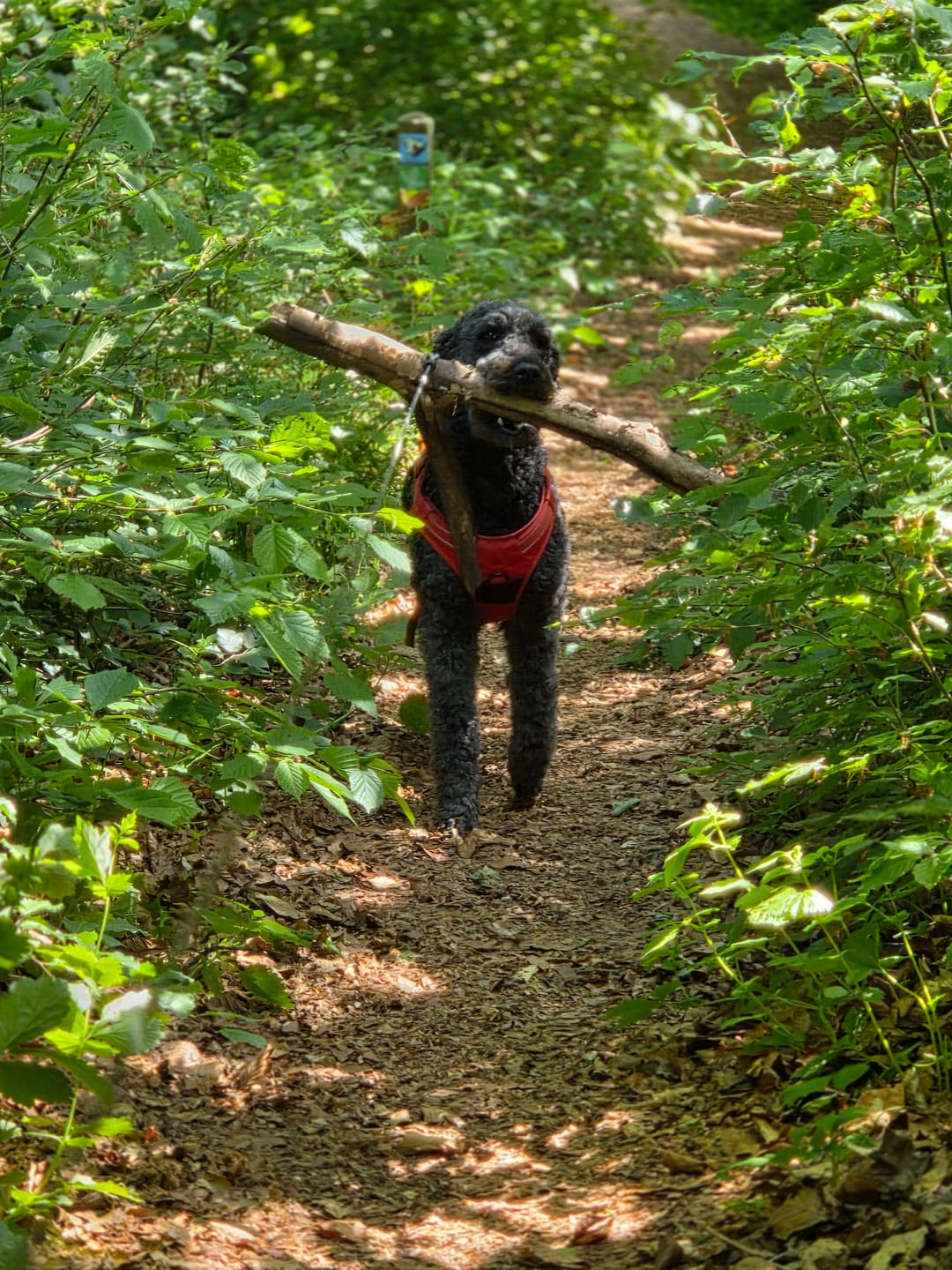 Customer photo review of Hundfoder Lamm & Ris, 11kg
