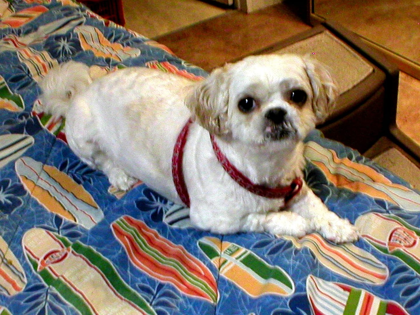 Customer photo review of Iron Paws Daily Human-Grade Superfood For Dogs