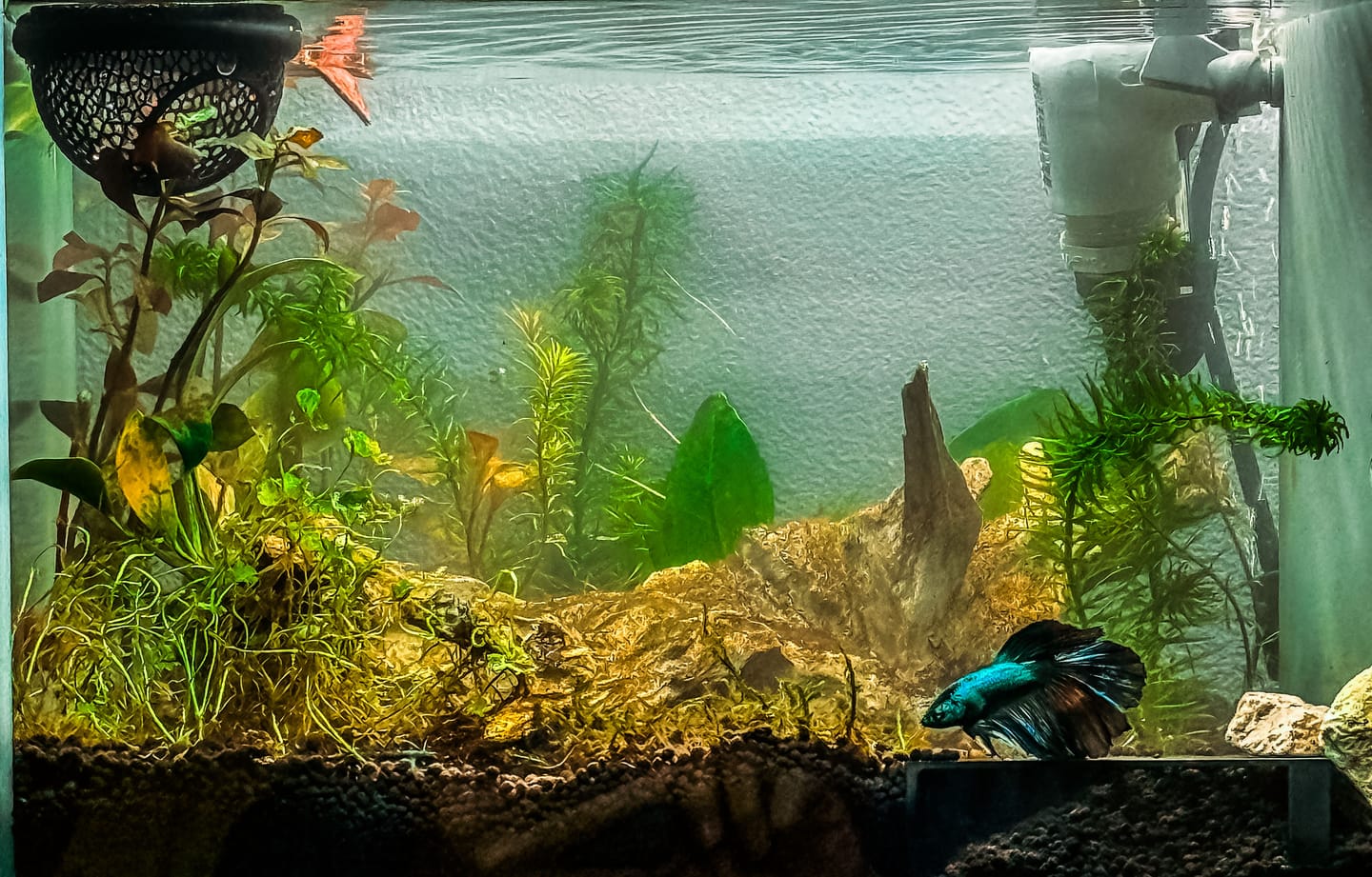 Customer photo review of Black Hulk Halfmoon Male Betta Fish | You Pick Fish