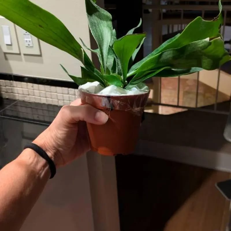 Customer photo review of Staghorn Fern in 4" Grow Pot – Platycerium Bifurcatum An Unique Epiphytic Indoor Plant – Easy Care Air-Purifying Tropical Houseplant
