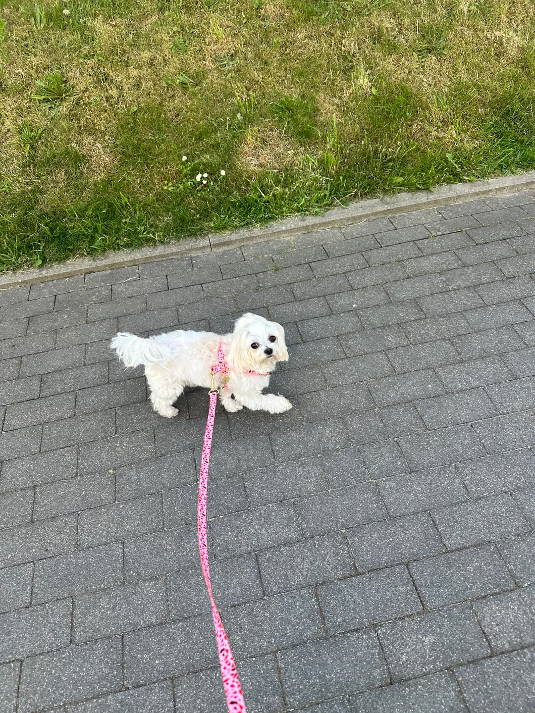 Customer photo review of Szelki guard "Pink Terrazzo" - złote okucia