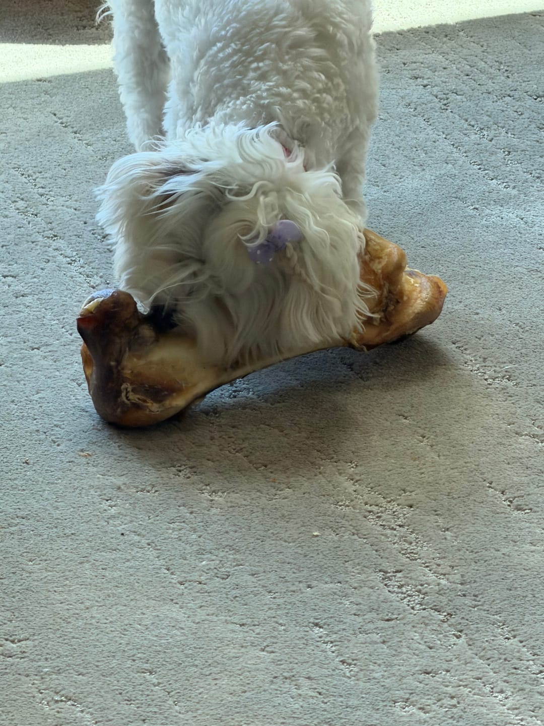 Customer photo review of Power Chewer Trial Pack — 6 Ostrich Treats for Serious Chewers
