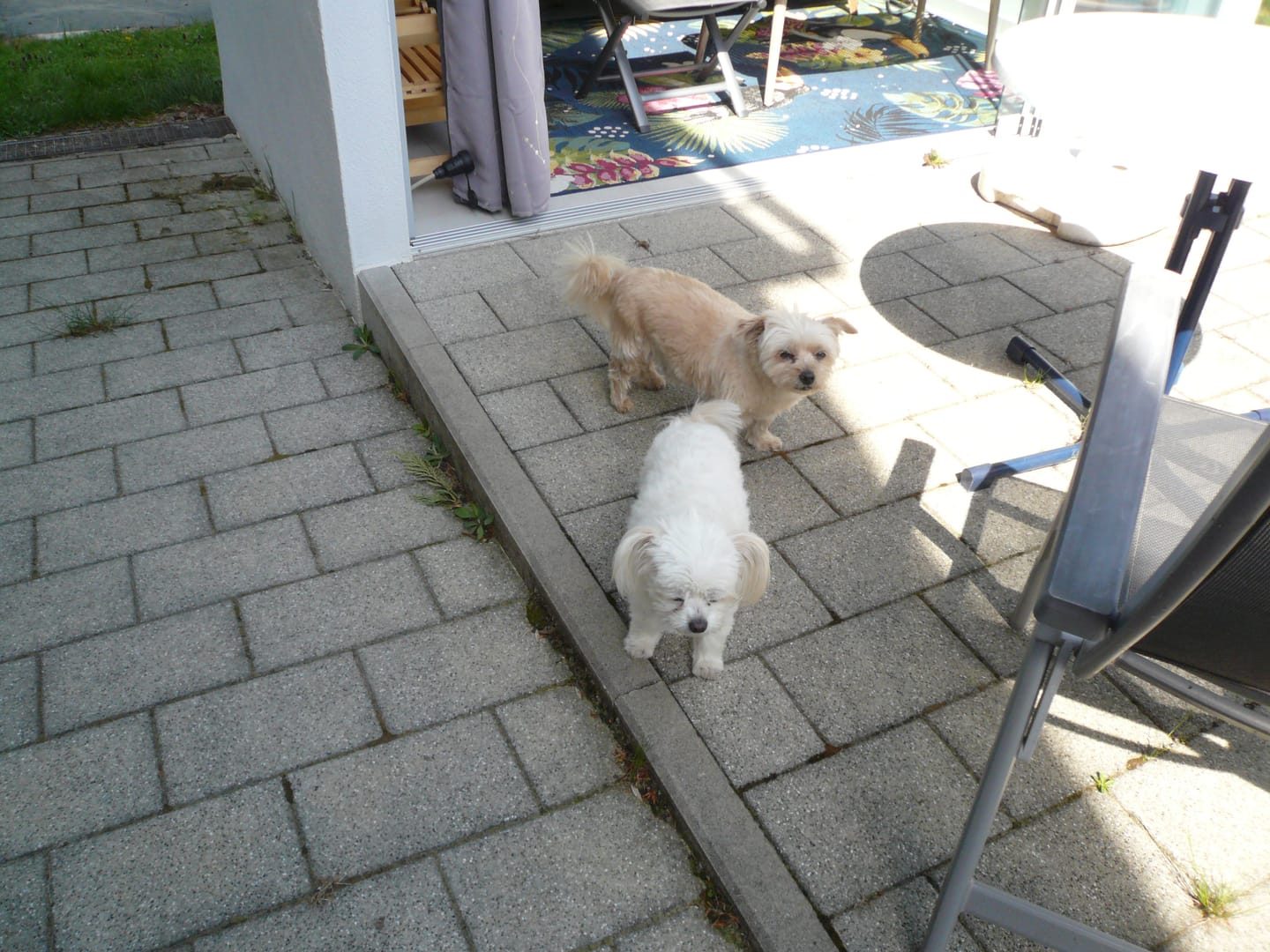 Customer photo review of Wurmtest Pro Hund