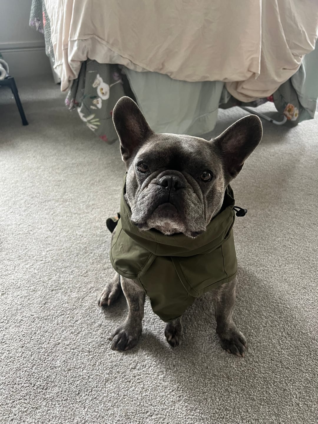 Customer photo review of Breatheshield™ Dog Raincoats