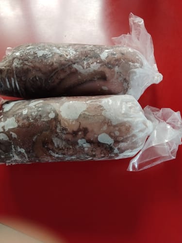 Customer photo review of Octopus Wild Caught Whole Frozen