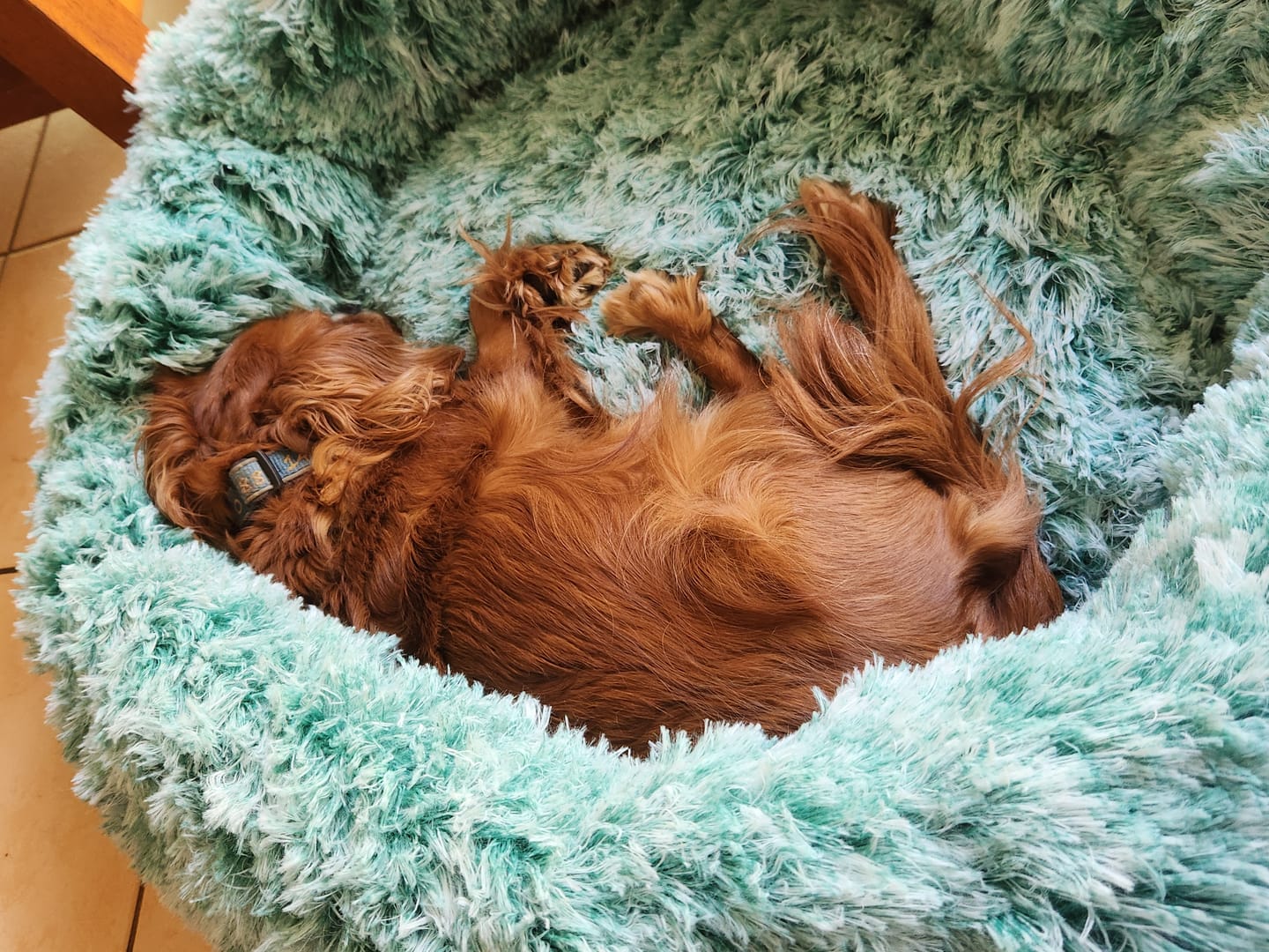Customer photo review of Calming Pet Bed with Removable Cover