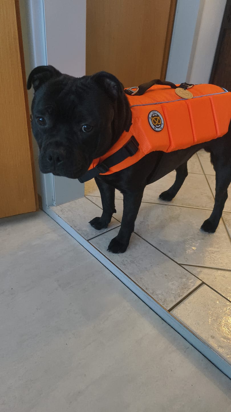 Customer photo review of Staffordshire Bull Terrier 1935® Life Jacket - Neon Orange