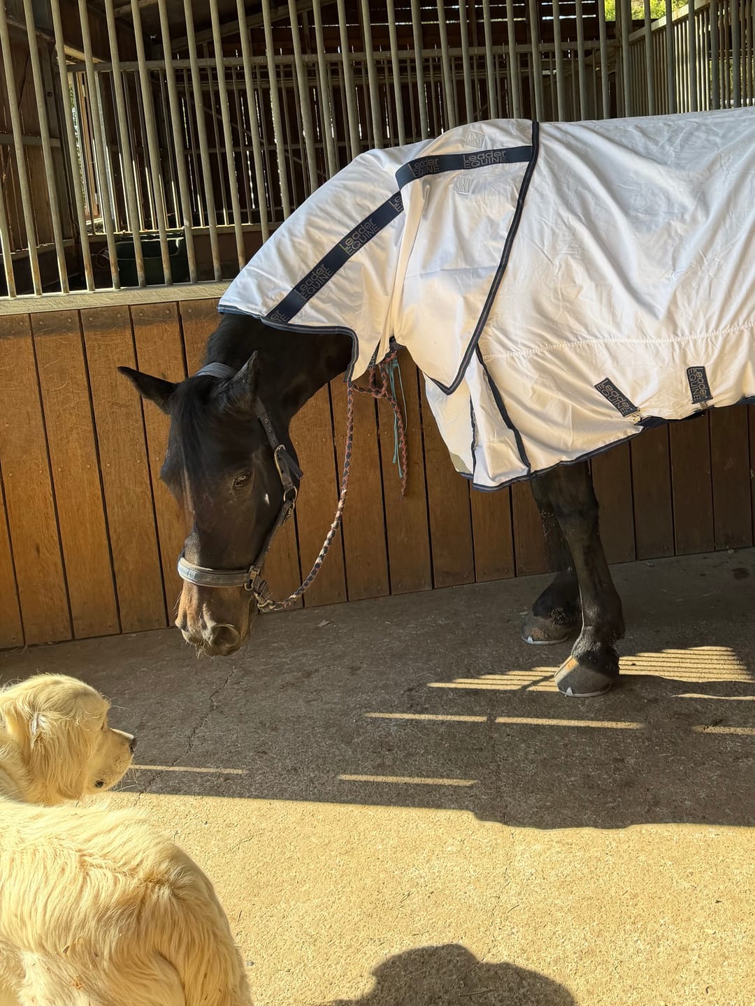 Customer photo review of LE Fieldsafe Summer Sheet