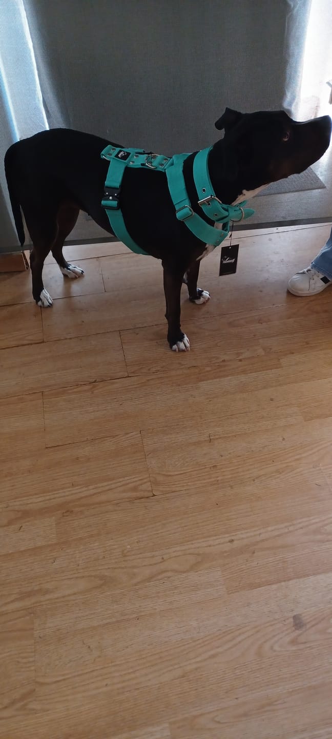 Customer photo review of Easy Walk Extreme Mint - Sele med snabbspänne