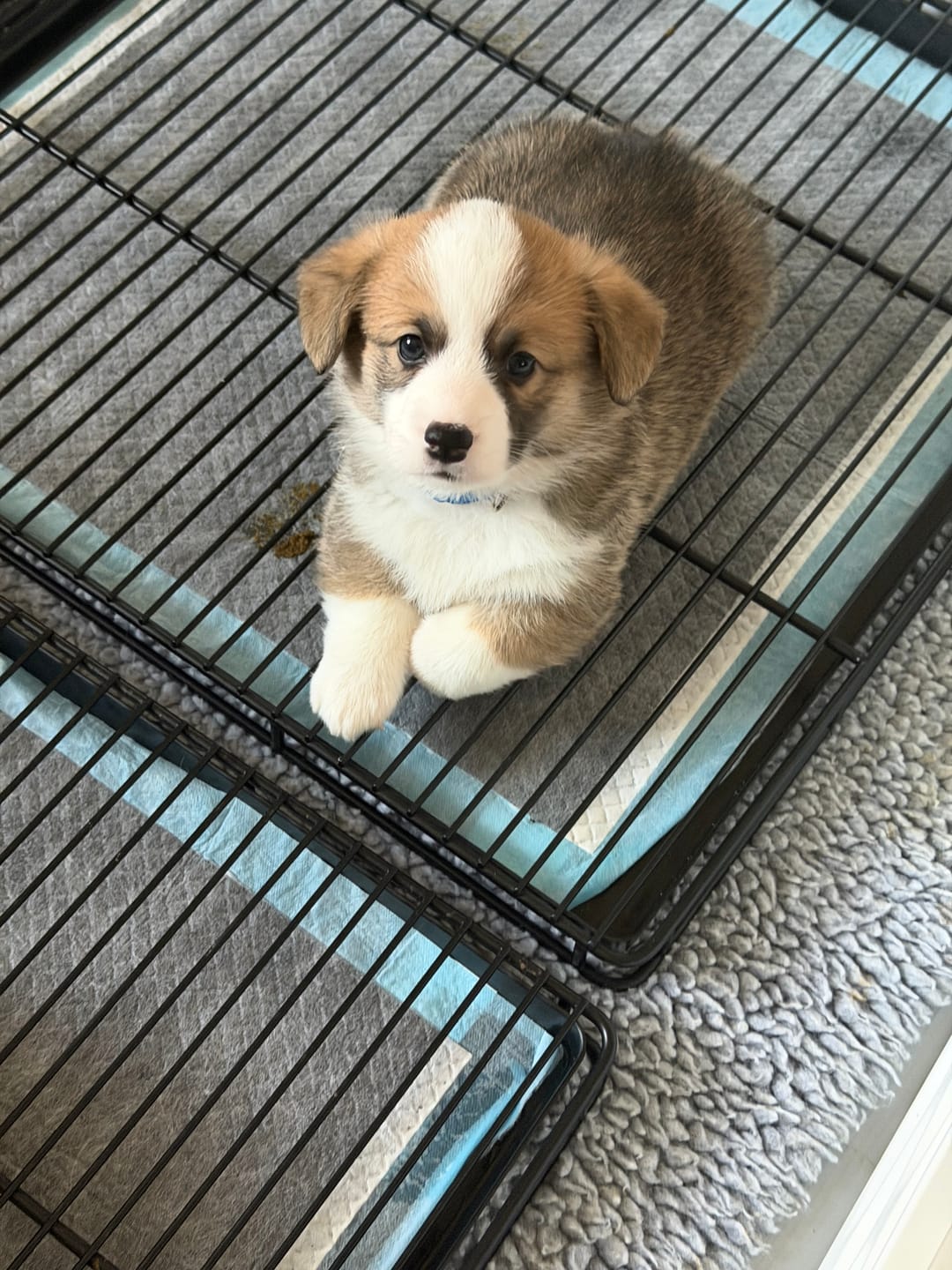 Customer photo review of Little Wolves Potty Tray 22" x 22"