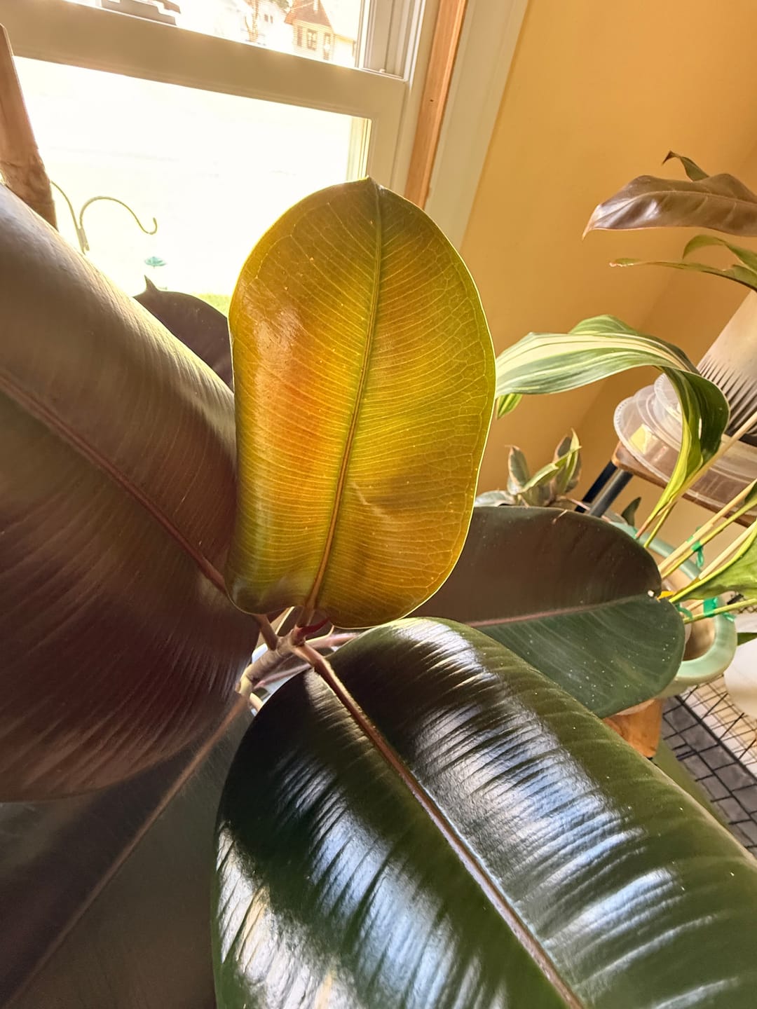 Customer photo review of Ficus Burgundy Bush, Rubber Tree