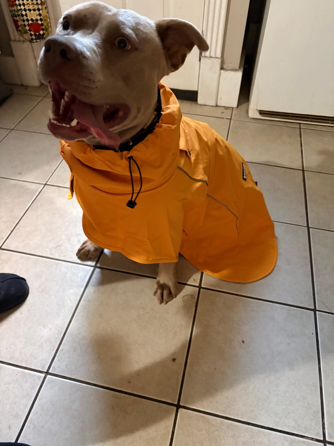 Customer photo review of Breatheshield™ Dog Raincoat - Mustard Yellow