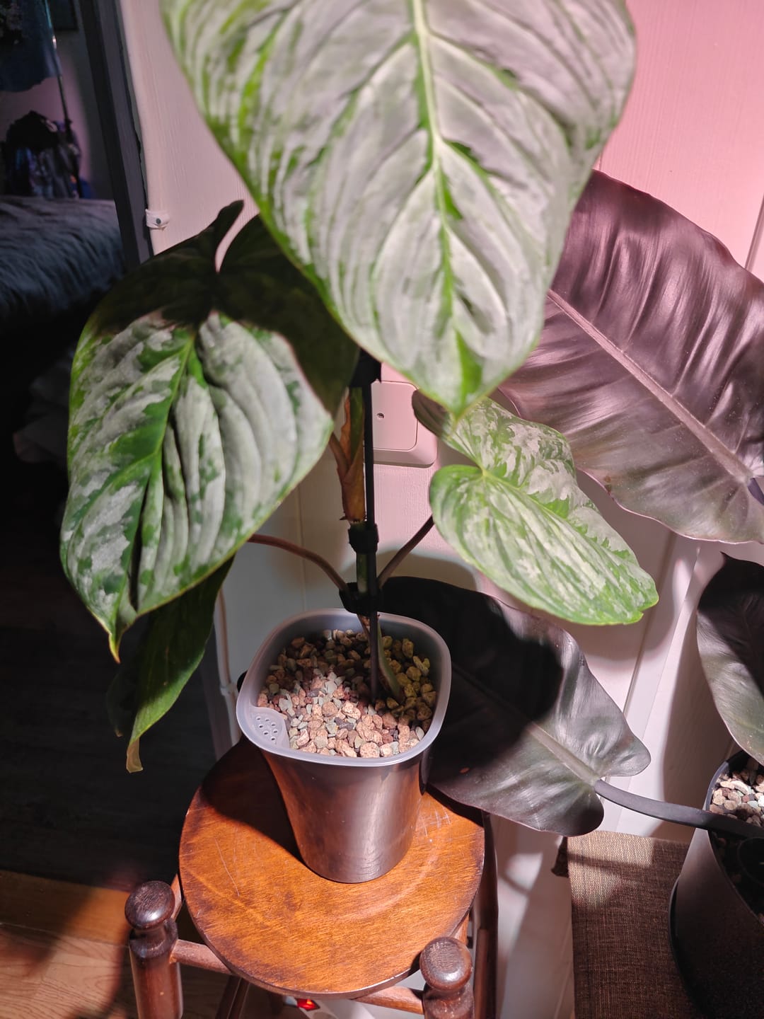Customer photo review of Fine Houseplant Mineral Mix
