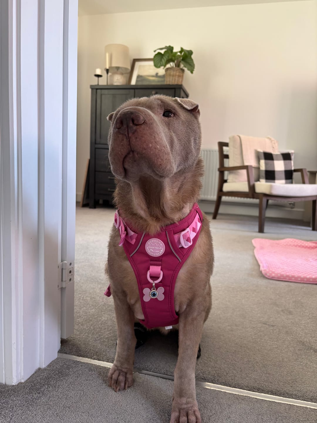 Customer photo review of Tough Trails™ Harness - Walkies Ready® Raspberry Pink