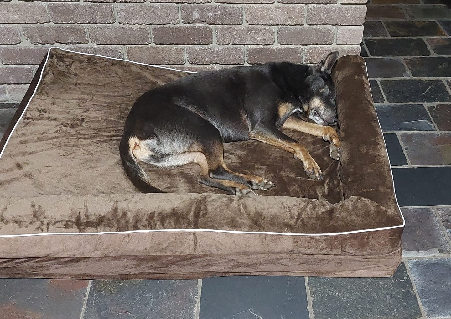 Customer photo review of Orthopedic Dog Bed with Memory Foam Cushion - Washable Cover