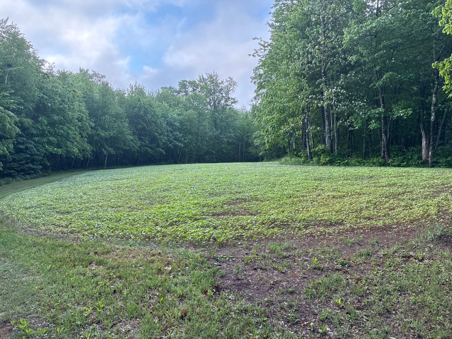 Customer photo review of Domain Pounder - Buckwheat Food Plot Seed