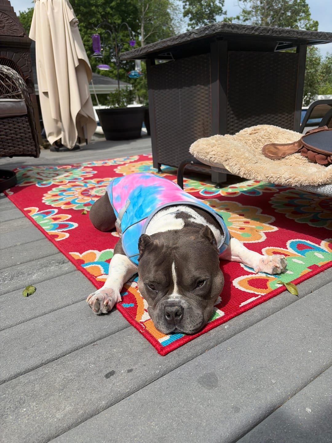 Customer photo review of Chilltech™ Dog Cooling Vest 2 Pack