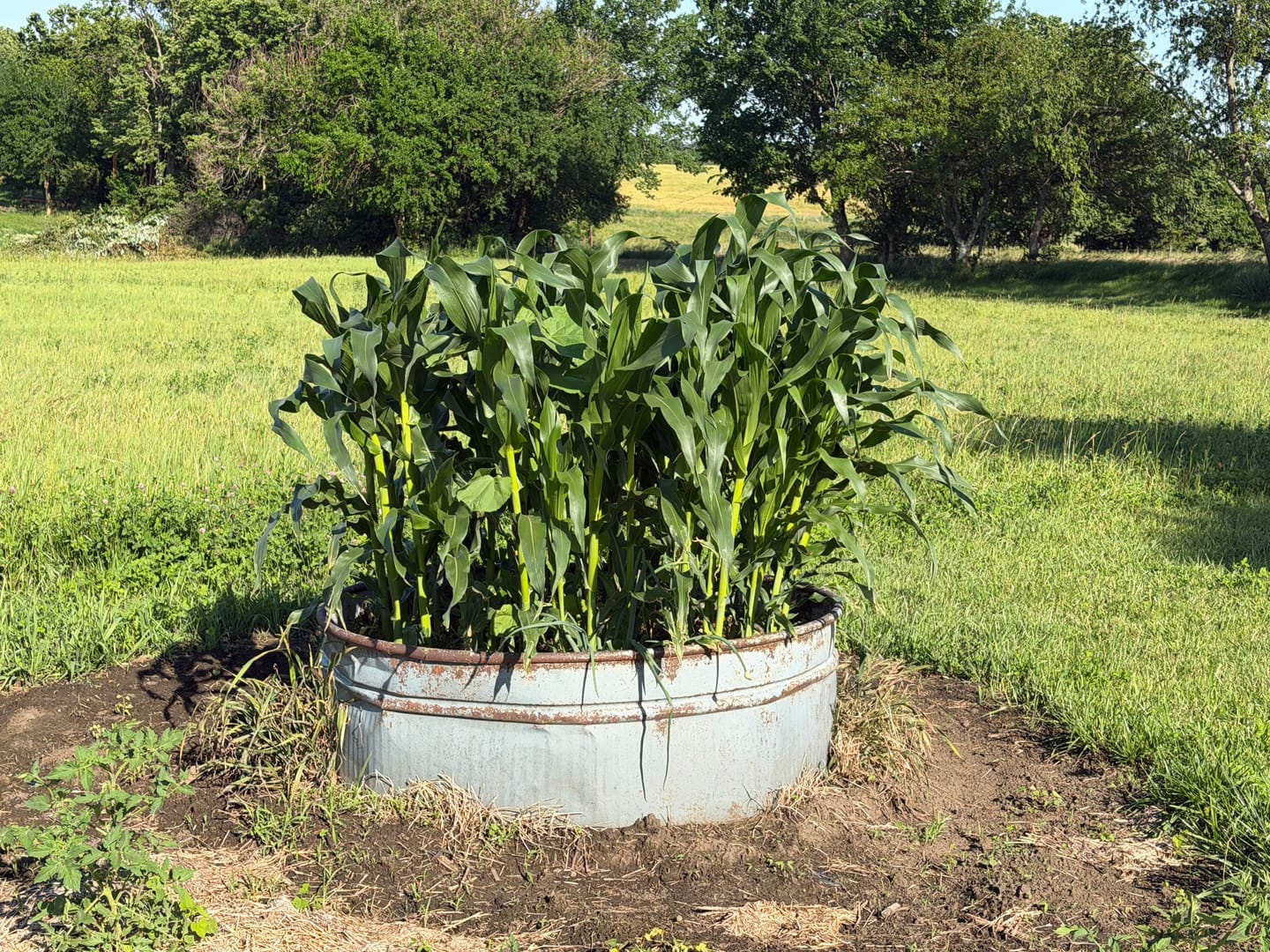 Customer photo review of *Revision Attribute II Sweet Corn (Roundup Ready)