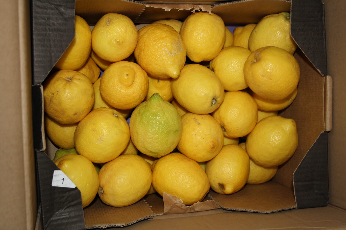 Customer photo review of Zitronen Bio Familie Bilardi Kalabrien 4kg Box Sparpreis %