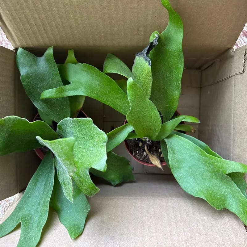 Customer photo review of Staghorn Fern in 4" Grow Pot – Platycerium Bifurcatum An Unique Epiphytic Indoor Plant – Easy Care Air-Purifying Tropical Houseplant