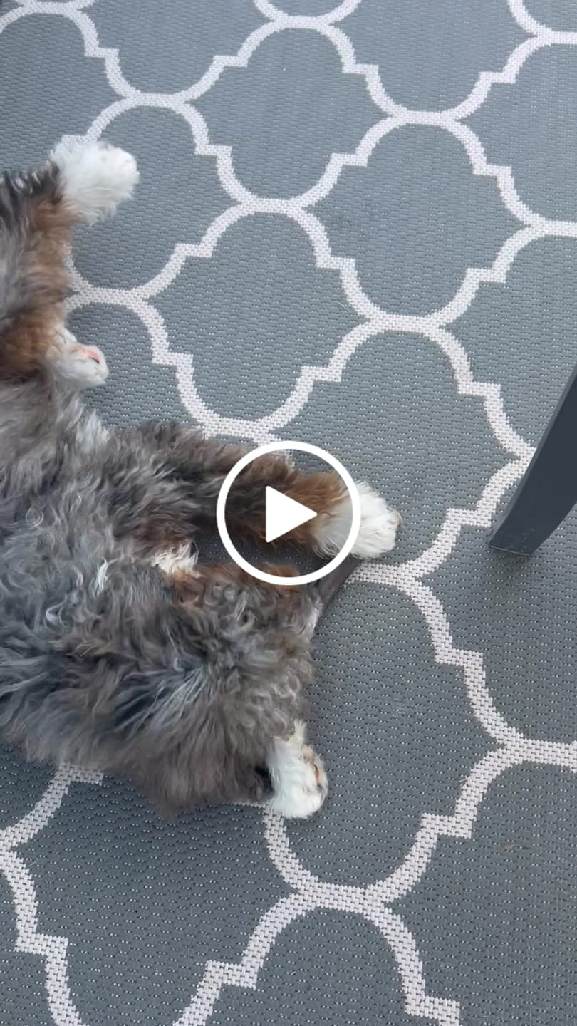 Customer video review of Beef Cheek Sticks