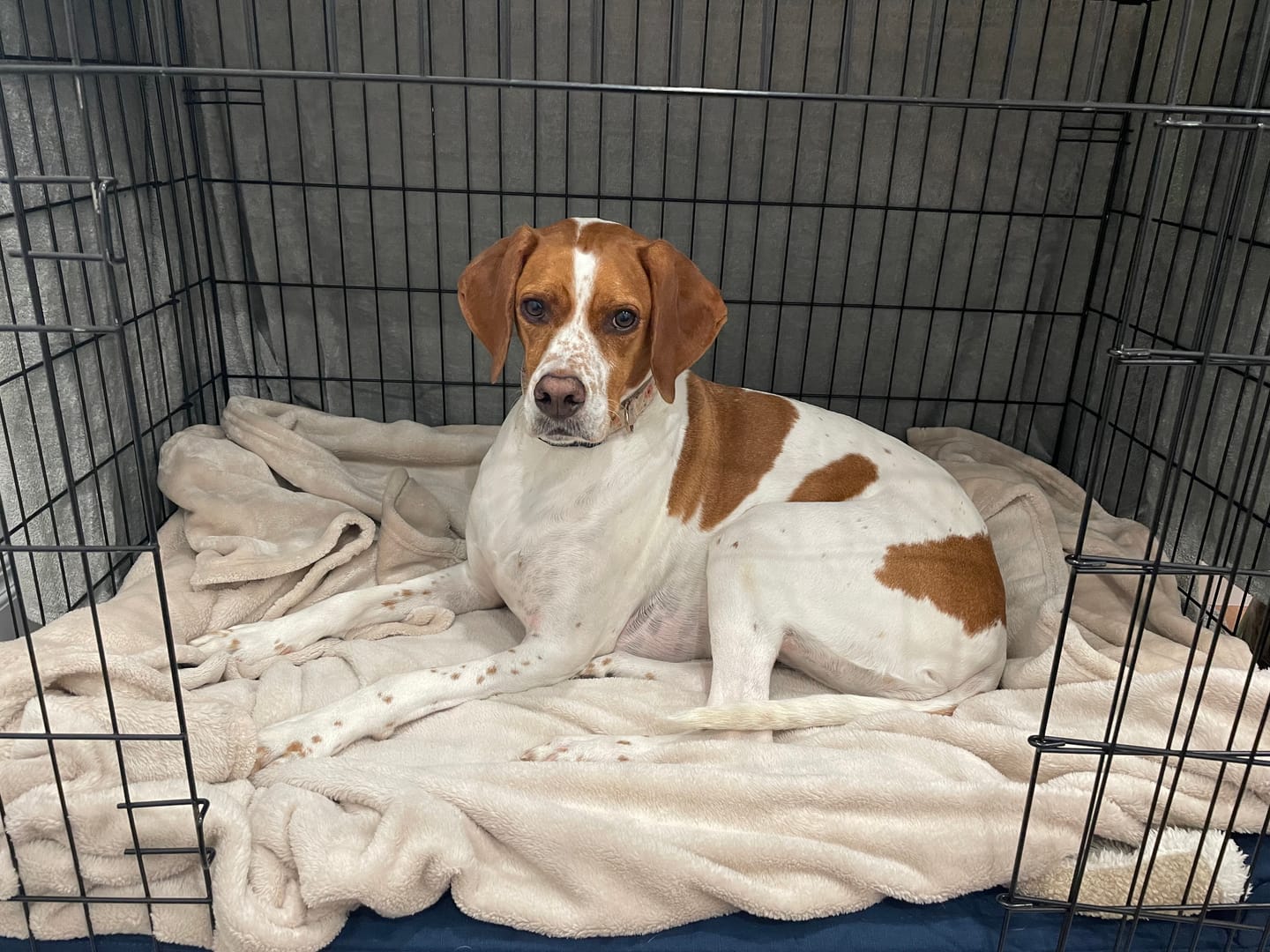 Customer photo review of Kangaroo Dog Crate Mat