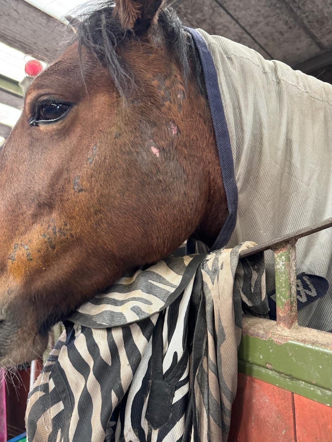 Customer photo review of Large Horse Skin Rescue Bundle