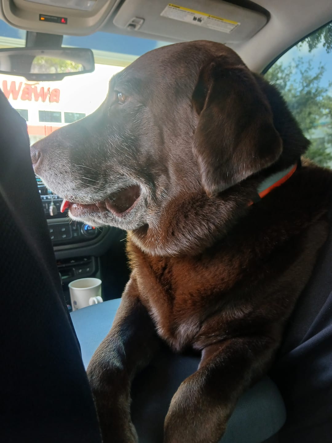 Customer photo review of 12 Inch Jumbo Braided Bully Stick