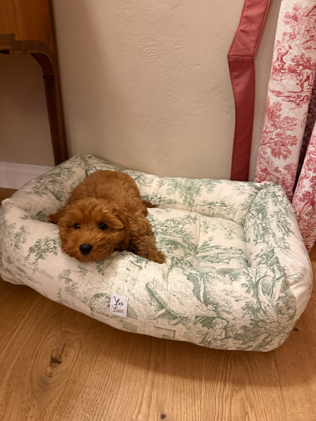 Customer photo review of Cucce per Cani Toile de Jouy | Divanetti Eleganti e Sfoderabili Made in Italy | Leo e Luna