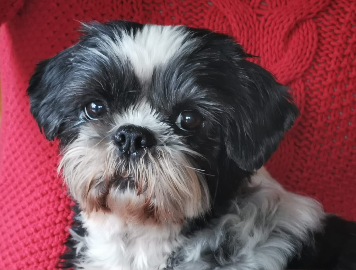 Customer photo review of collagen for dogs