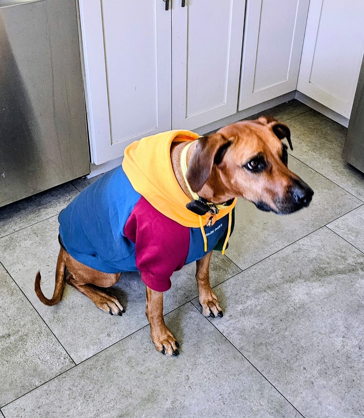 Customer photo review of Primary Color Block Dog Hoodie