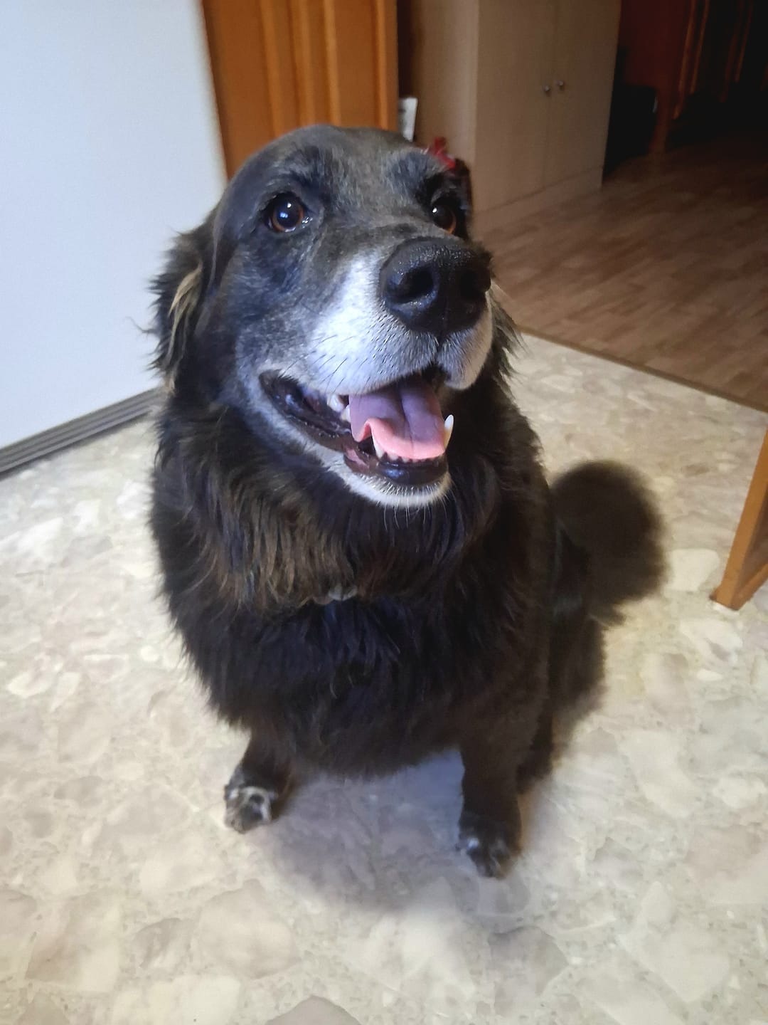 Customer photo review of 12 Inch Standard Braided Bully Stick